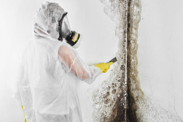 Best Health and Safety Mold Remediation in Scott City, KS