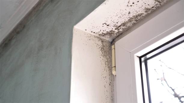 Best Localized Mold Remediation (e.g., coastal areas, humid climates) in Scott City, KS
